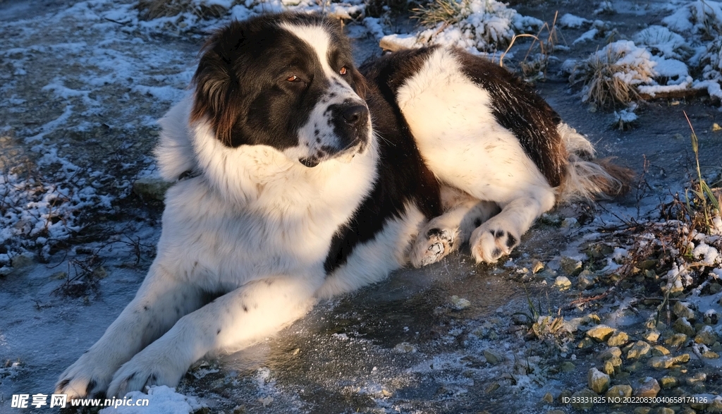 狗
