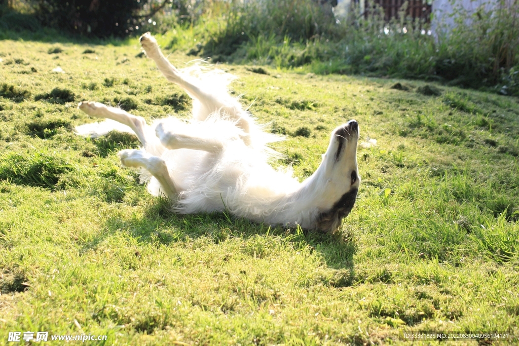 狗