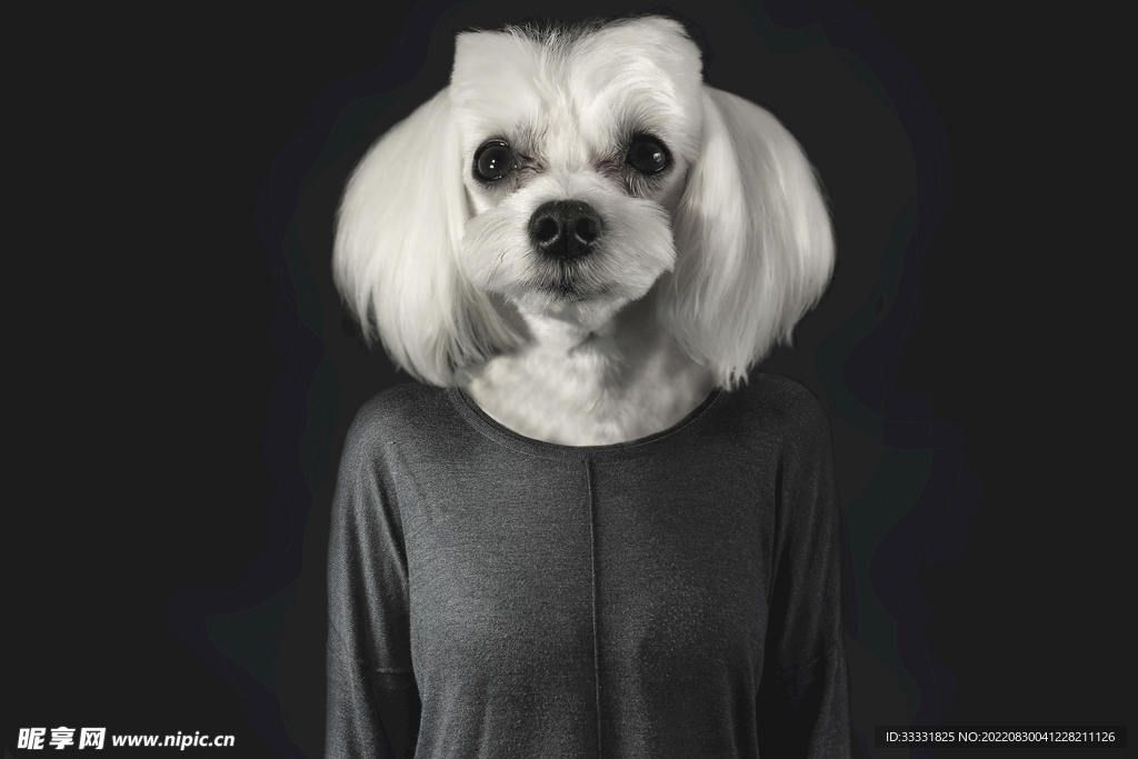 狗