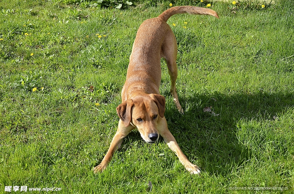 狗
