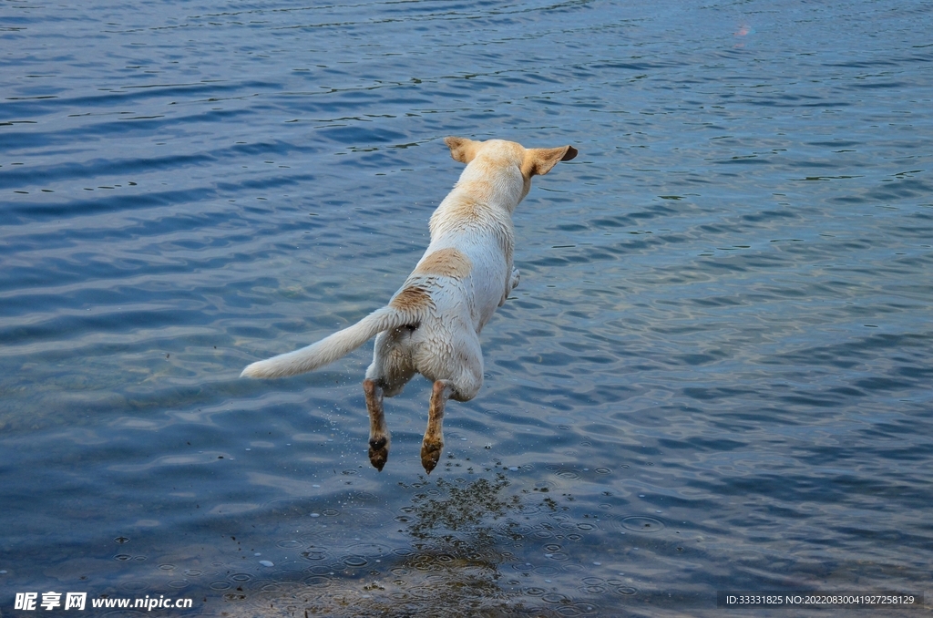 狗