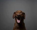 狗