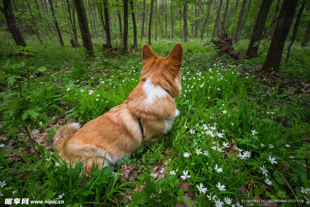 狗