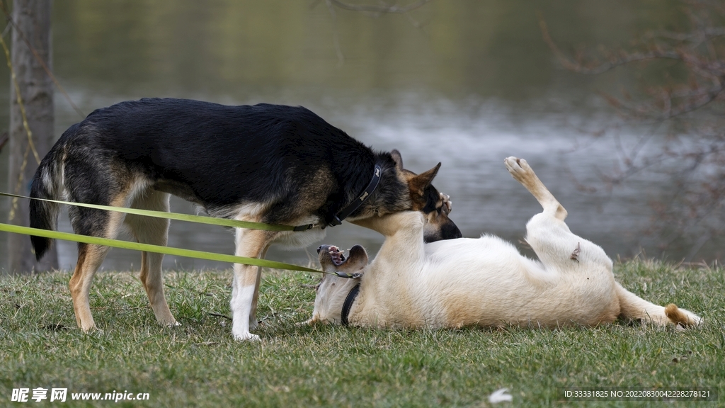 狗
