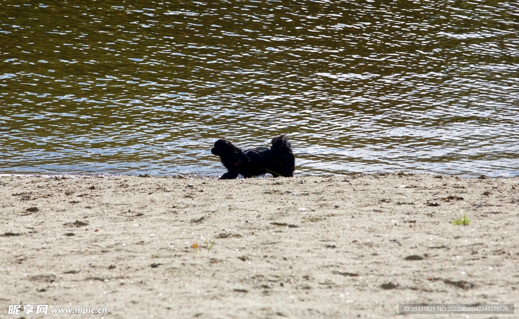 狗