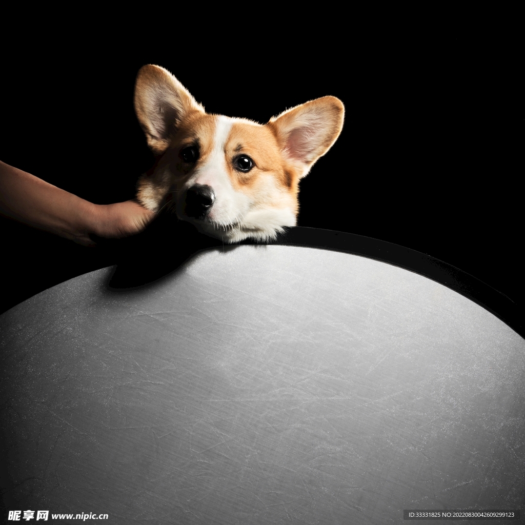 狗