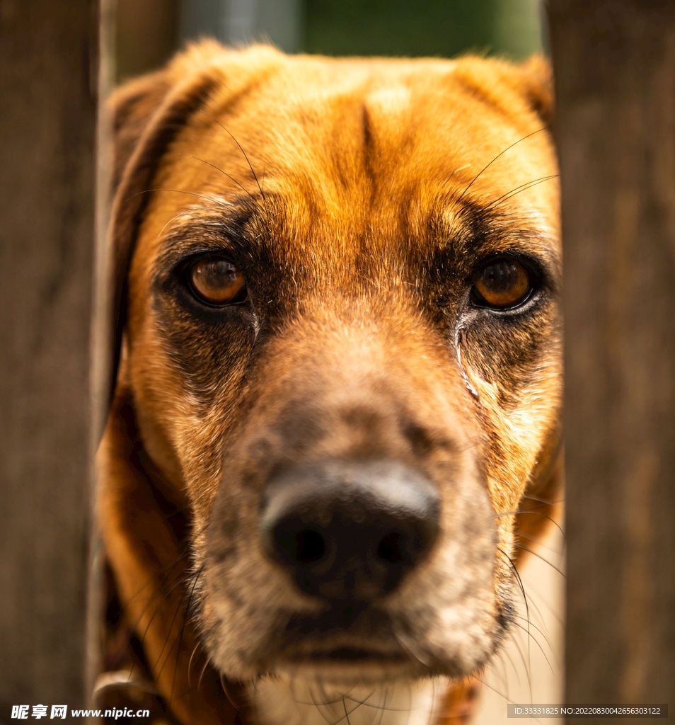 狗