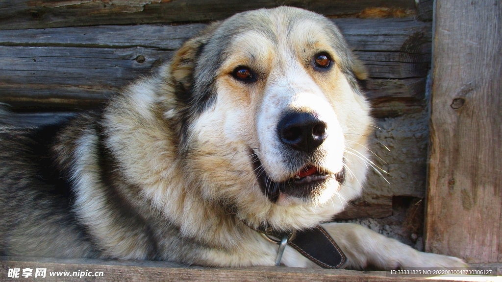 狗