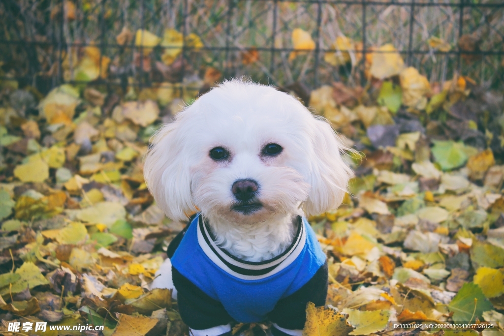 狗