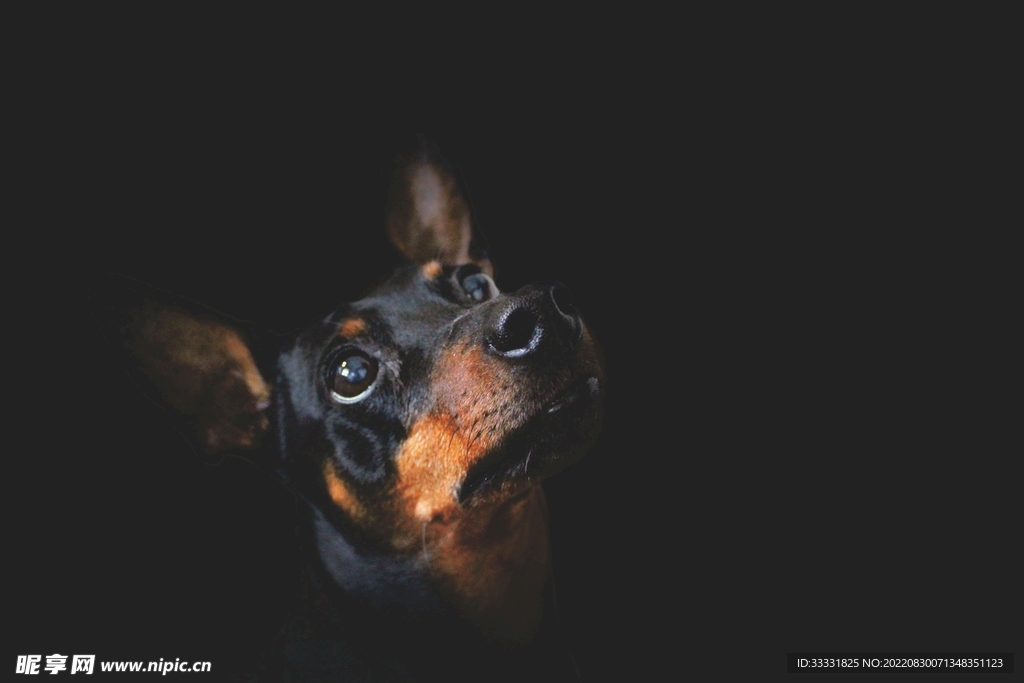 狗