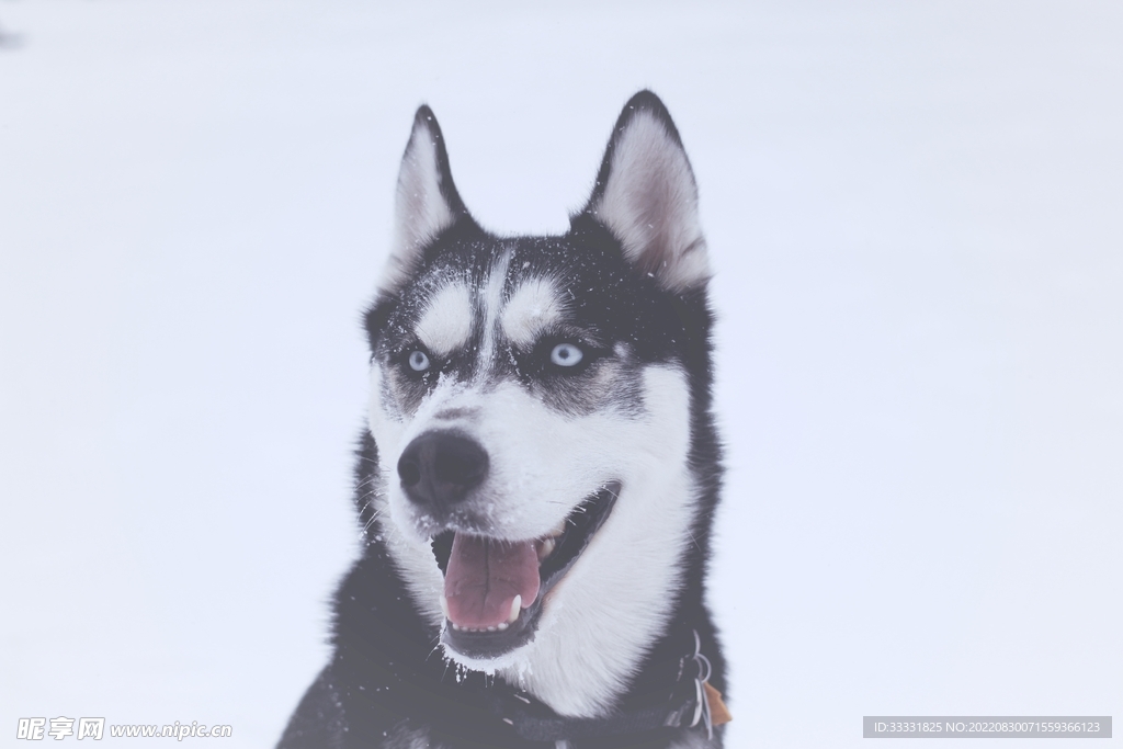 狗