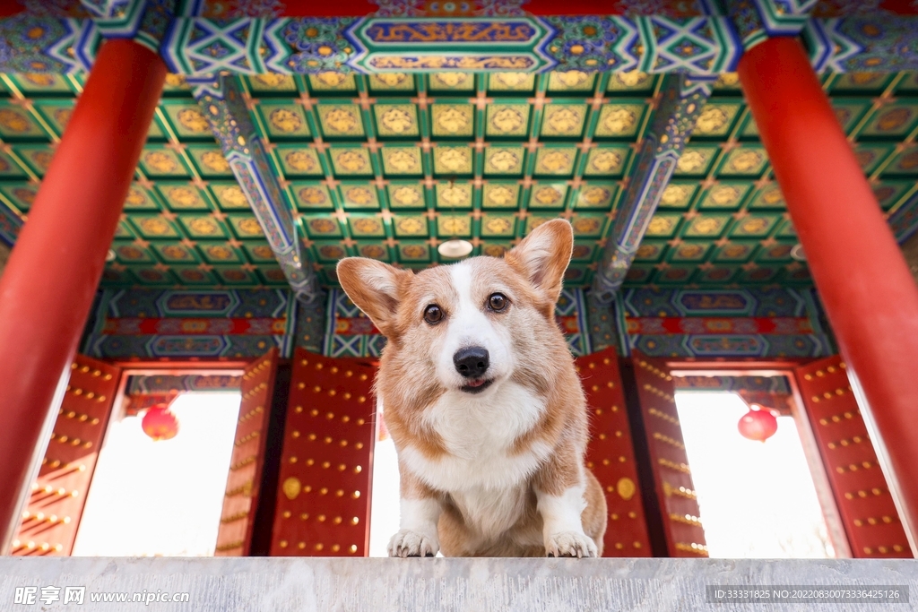 狗