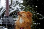 狗