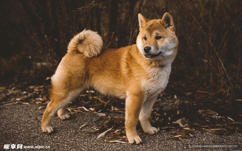 狗