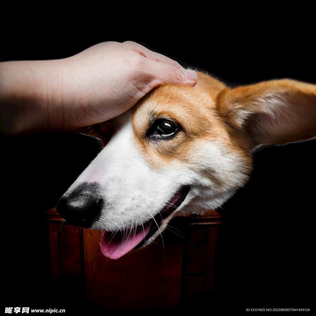 狗