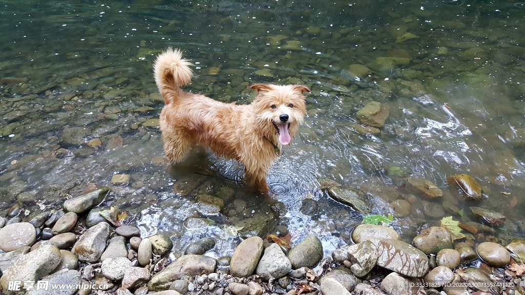 狗