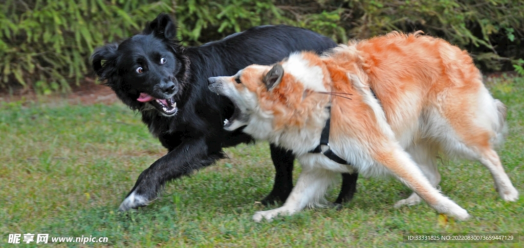 狗