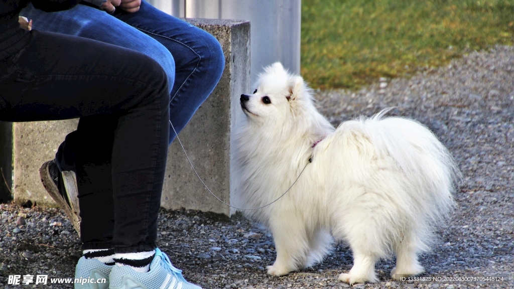 狗