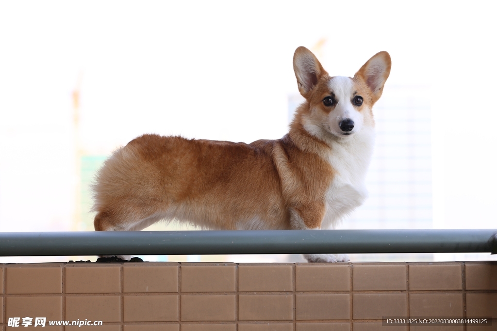 狗