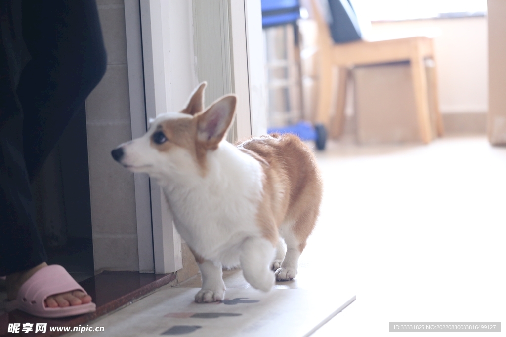 狗