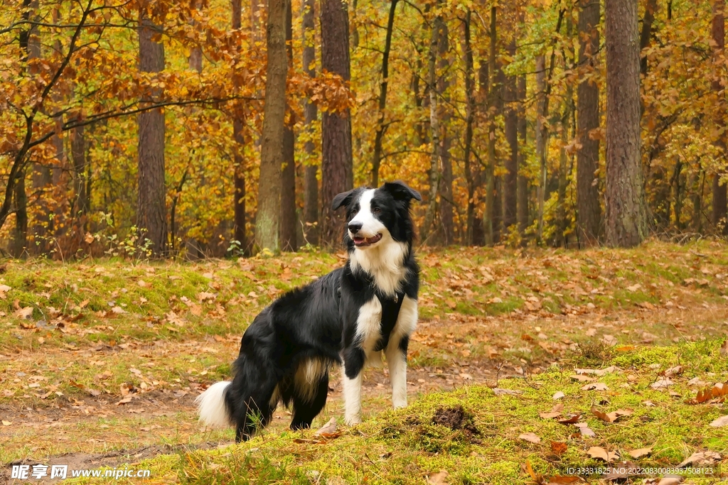 狗