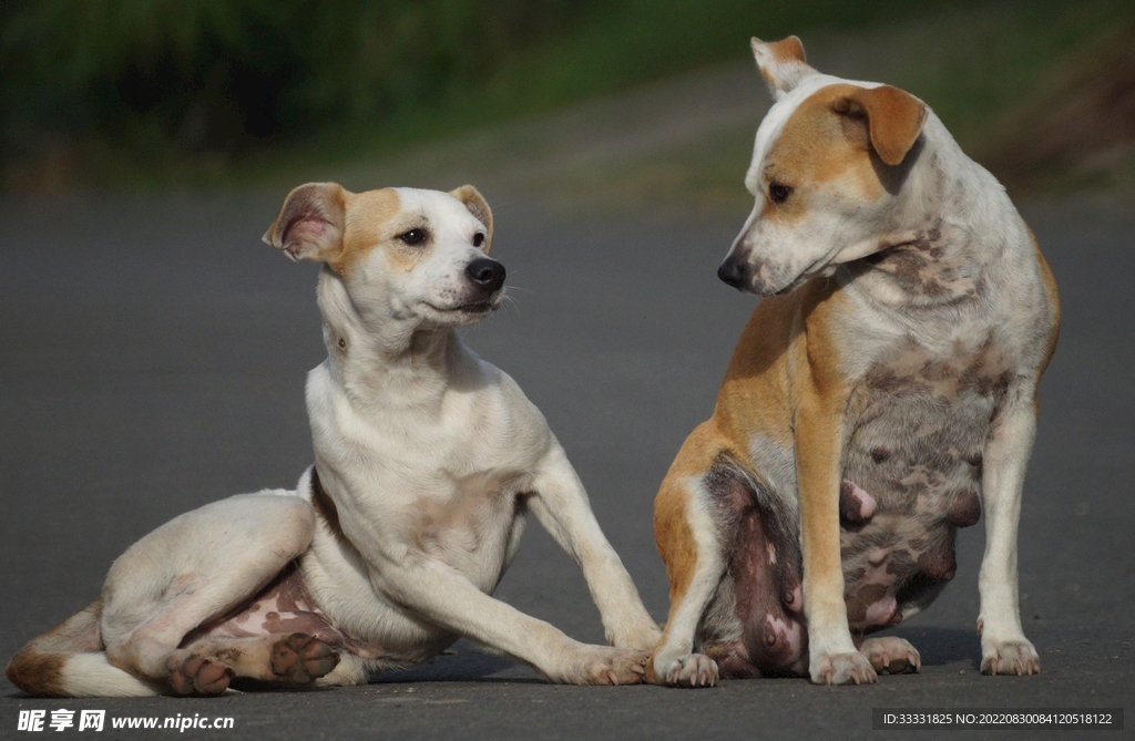 狗摄影图__家禽家畜_生物世界_摄影图库_昵图网