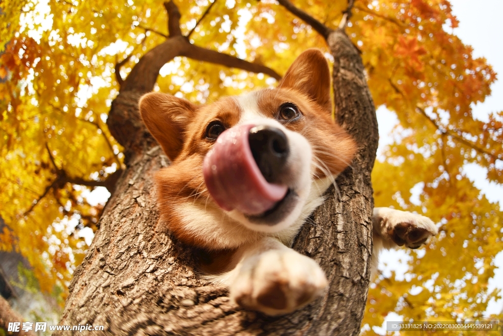 狗