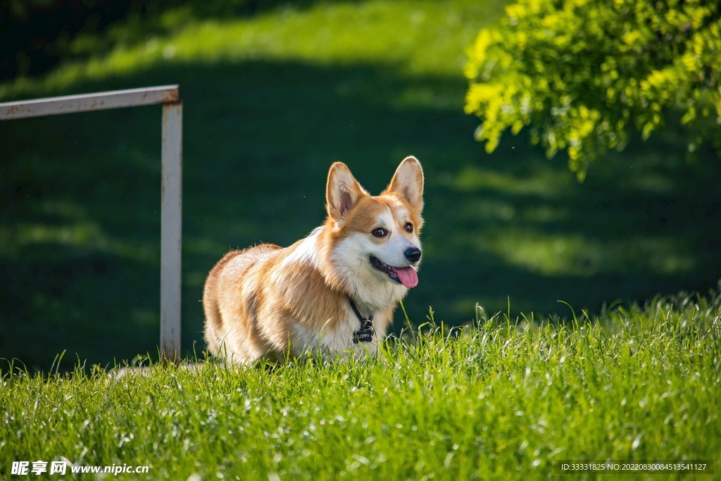 狗