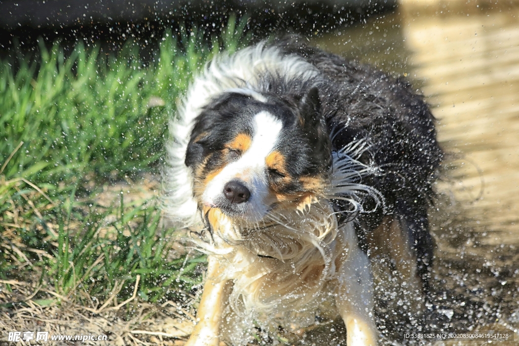 狗