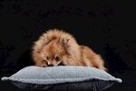 狗