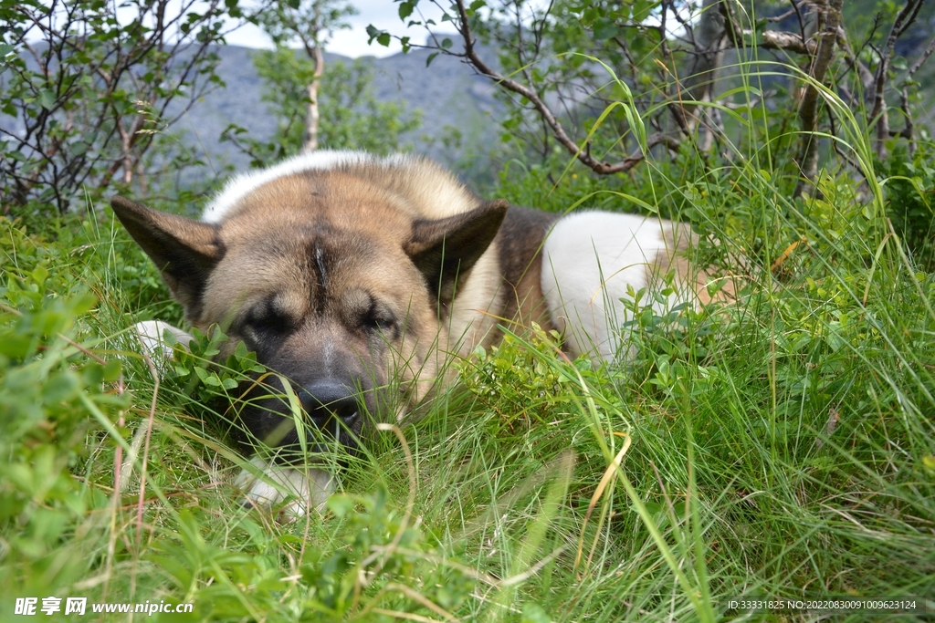 狗