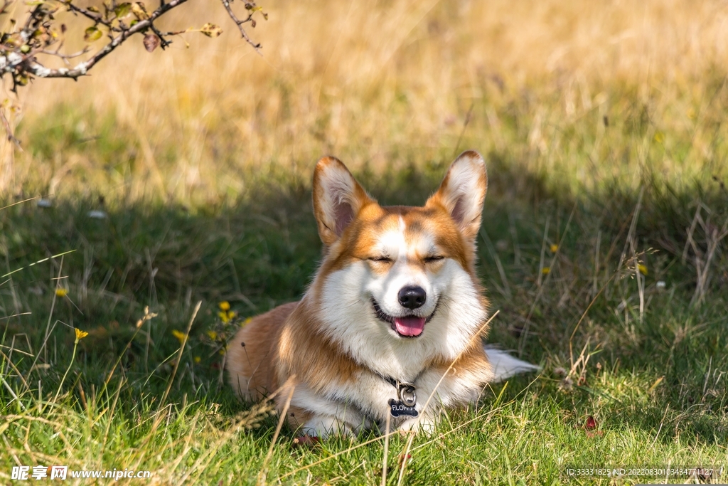 狗