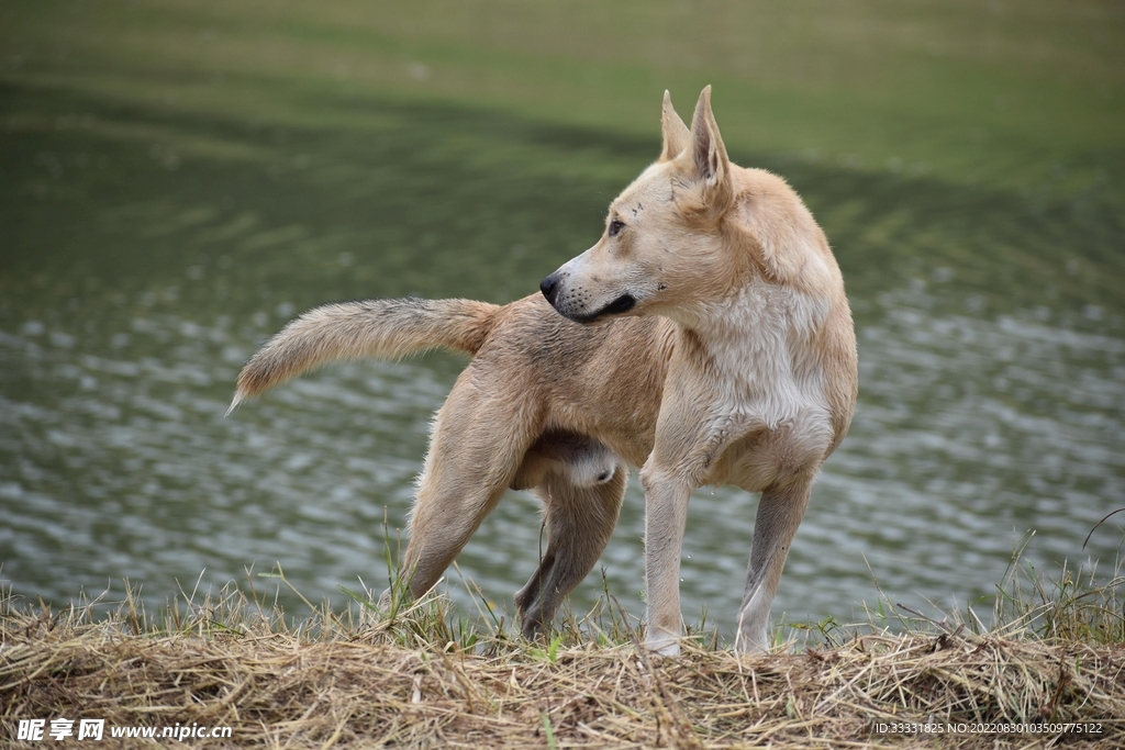 狗