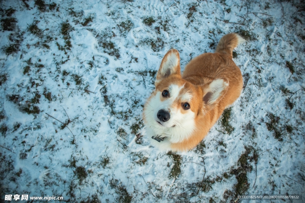 狗
