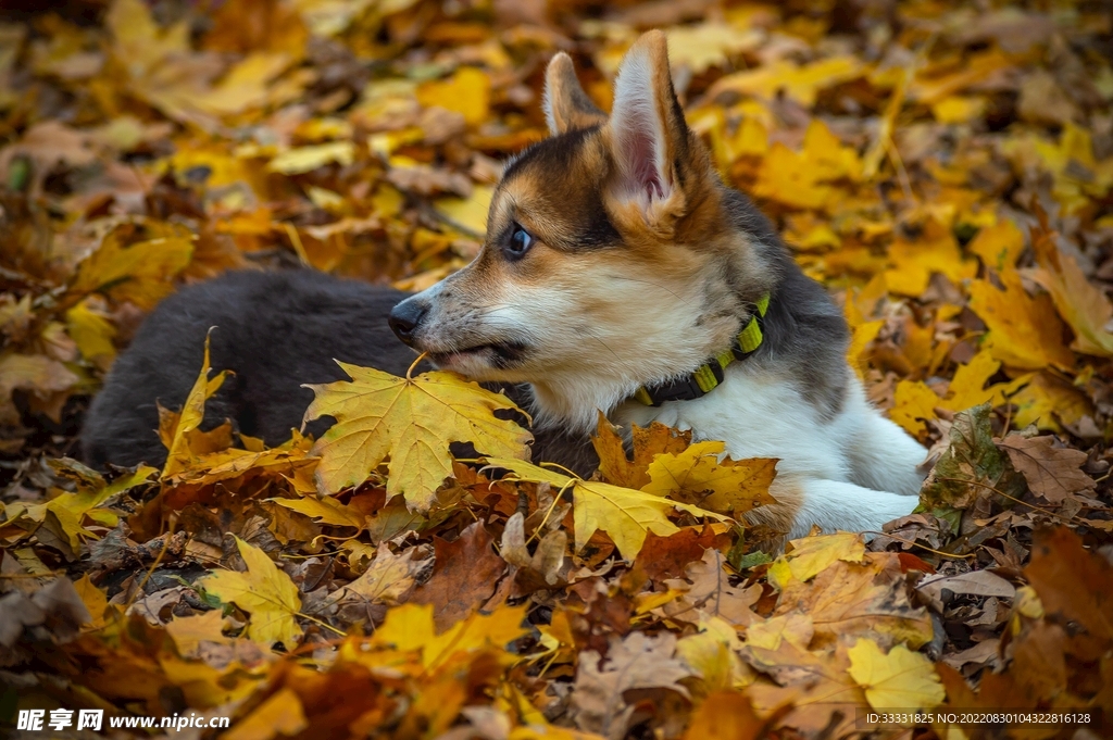 狗