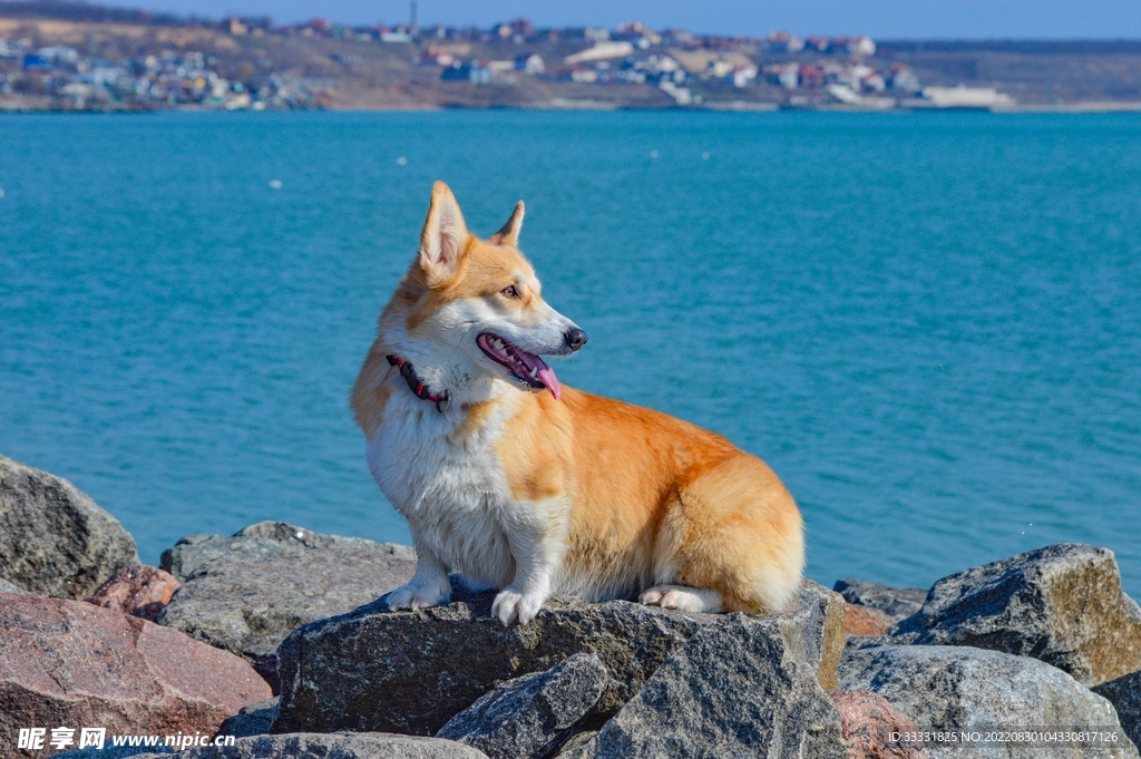 狗