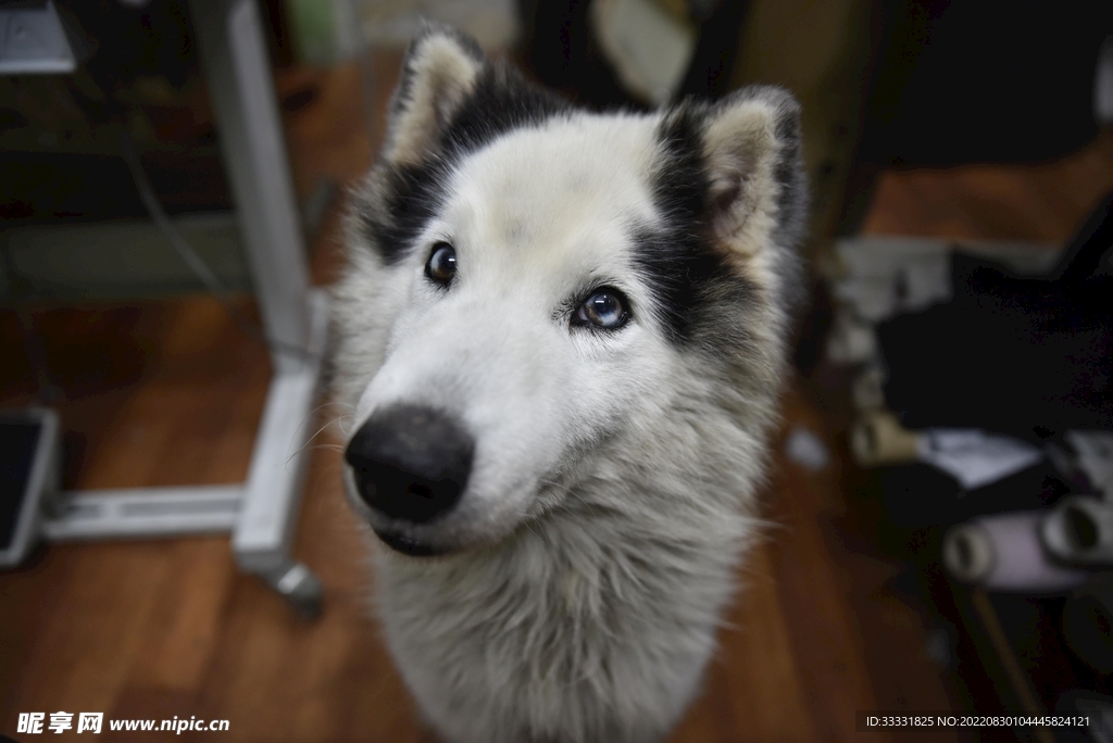 狗