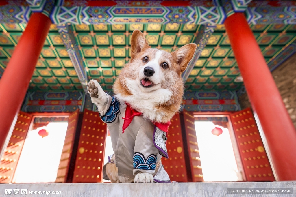 狗