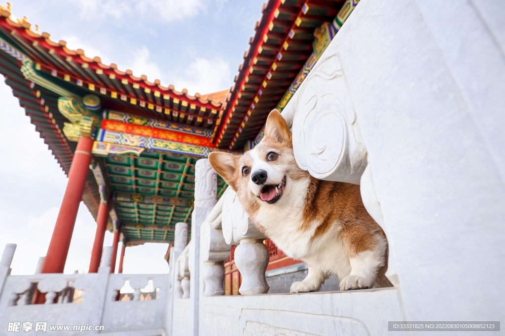 狗