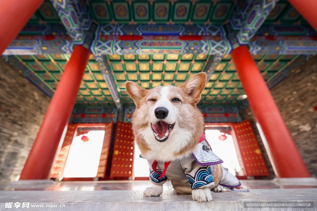 狗