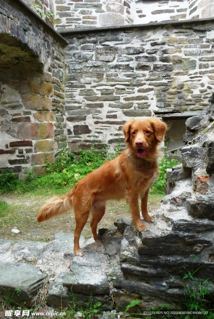 狗