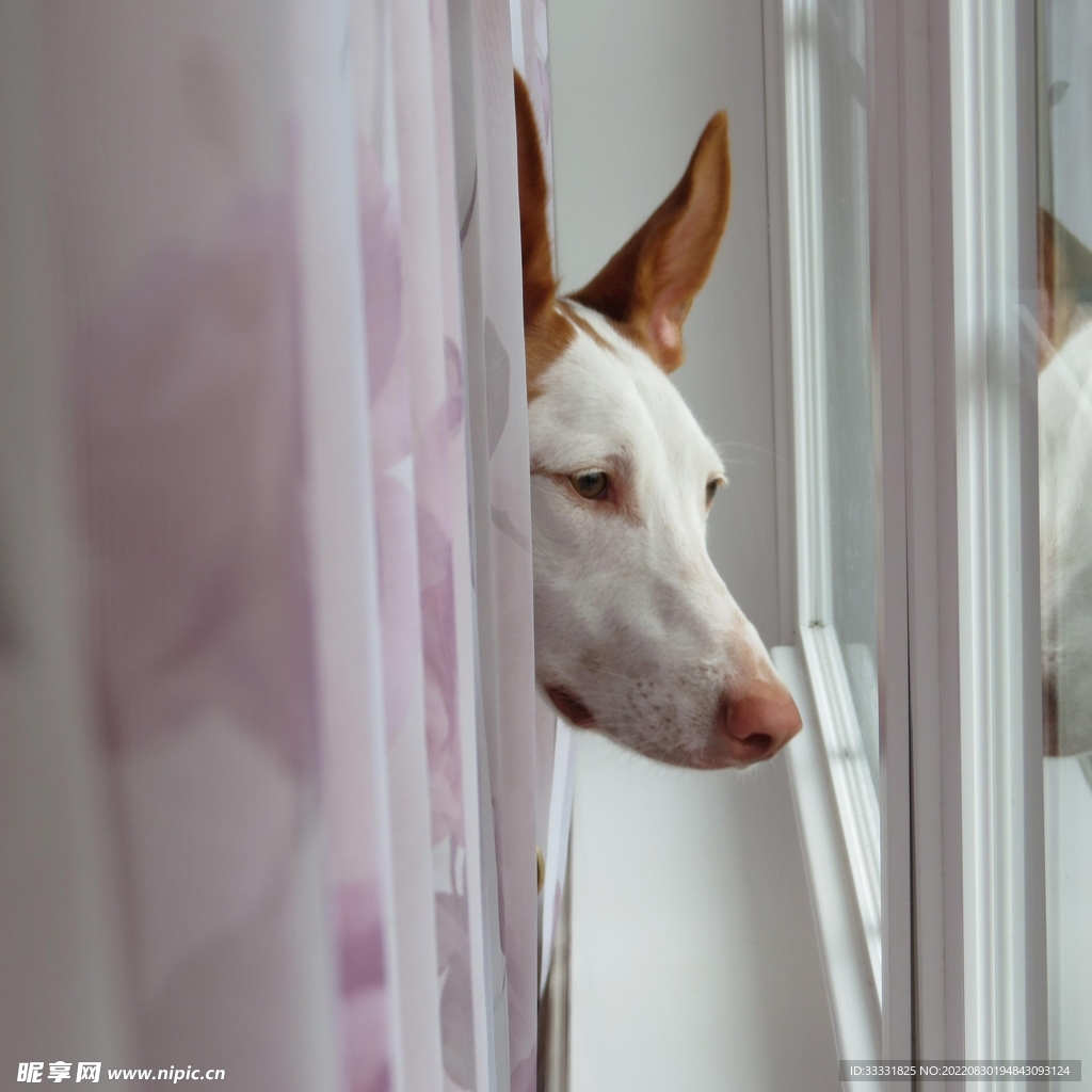 狗