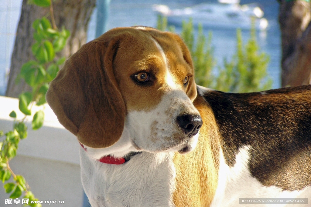 狗摄影图__家禽家畜_生物世界_摄影图库_昵图网nipic.com