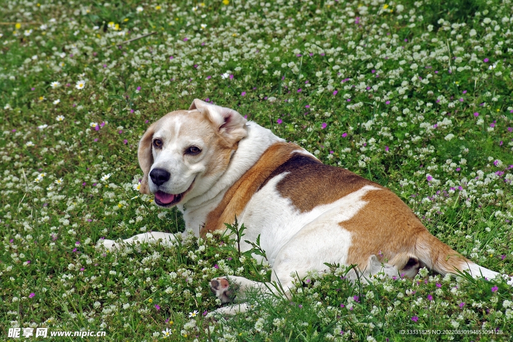 狗