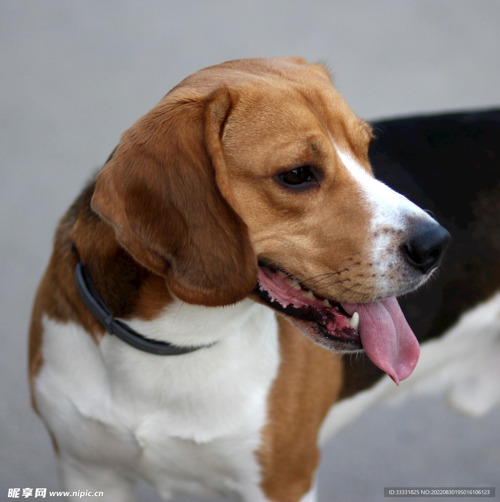 狗