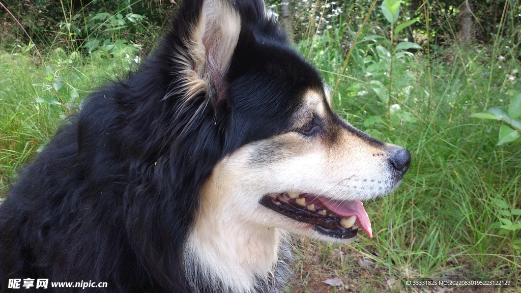 狗