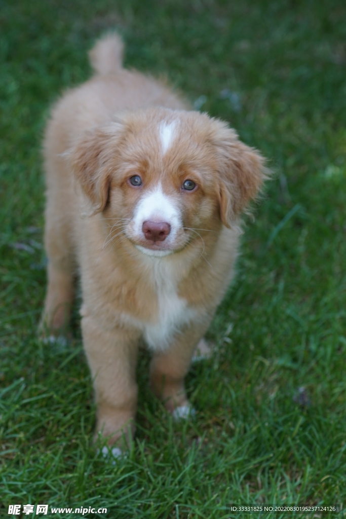 狗
