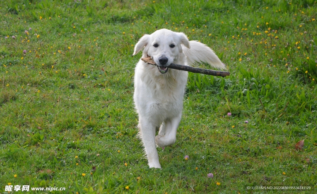 狗