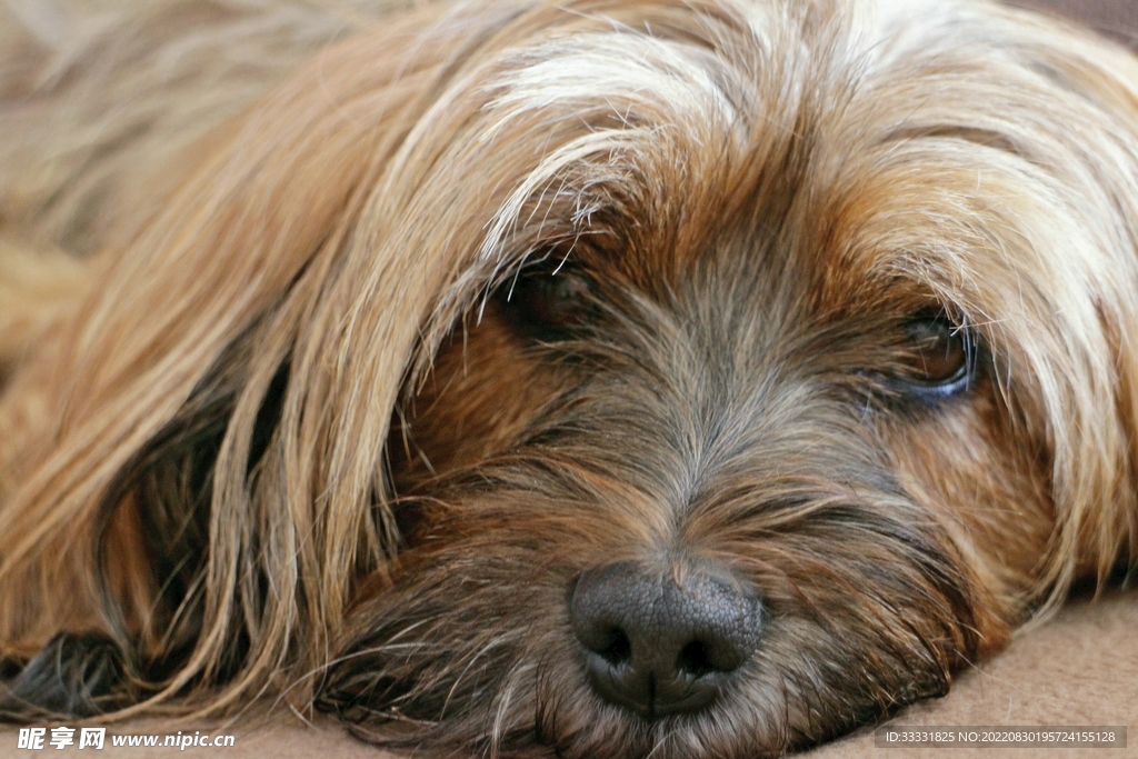 狗