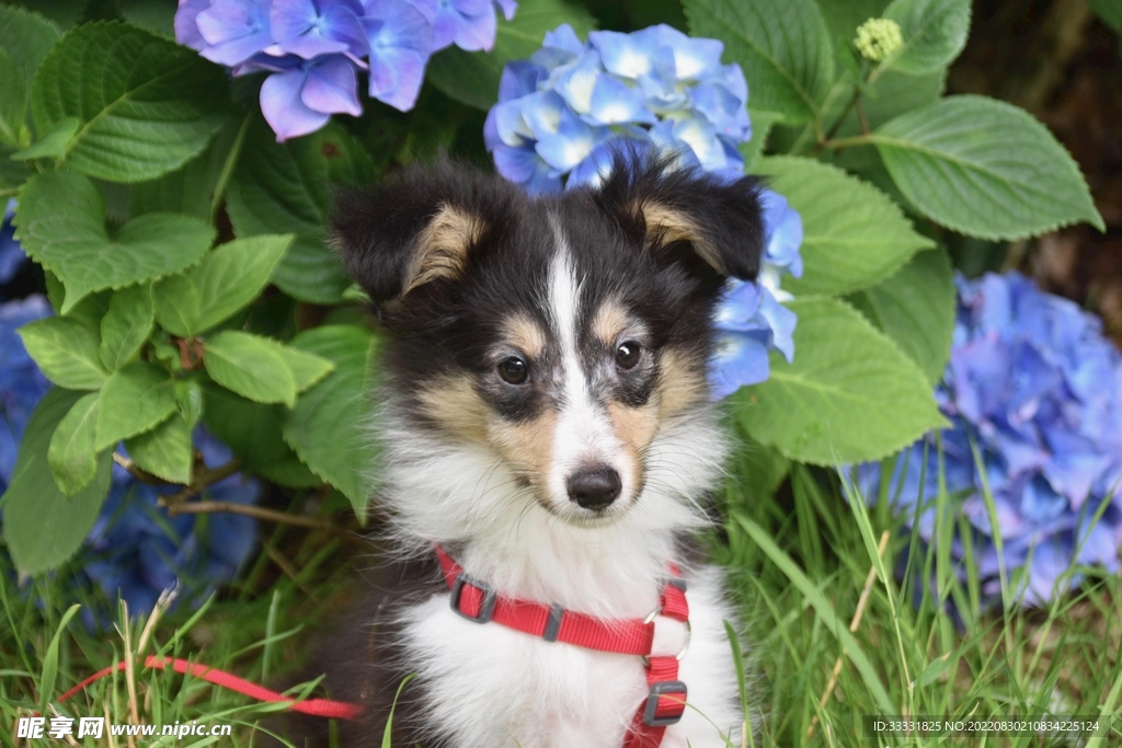 狗